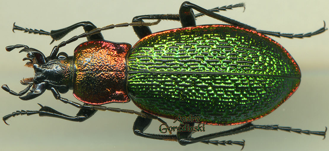 http://www.gorodinski.ru/carabus/Megodontus vietinghoffi levadensis.jpg